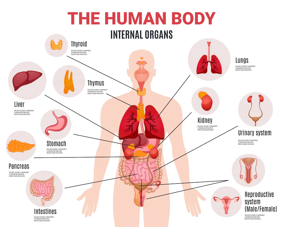Anatomy Practice Questions